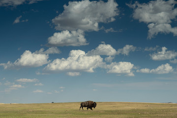 Buffalo grazing in South Dakota grassland © megan