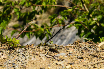 Cavalletta di colore verde e marrone che si mimetizza nel terreno, insetti, natura e montagna