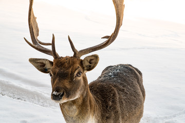 Hirsch im Schnee