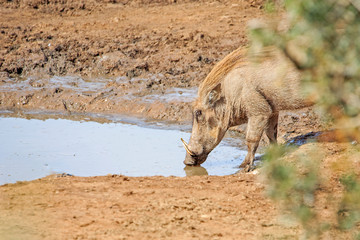 Warthog drinking