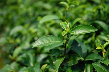 green plant in the garden