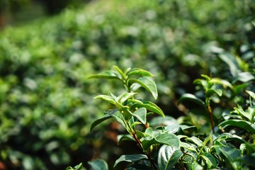 Obraz premium green plant in the garden