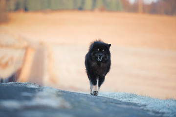 Hund läuft frontal auf die Kamera zu