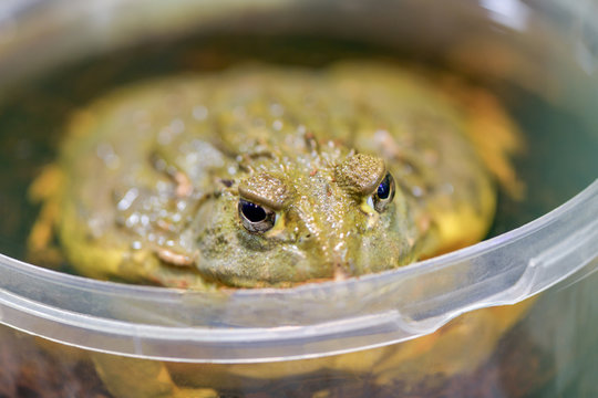 Pyxicephalus adspersus. African giant bullfrog. The green frog is a water-plant, digging frog sitting in a plastic bucket close - up in a terrarium..