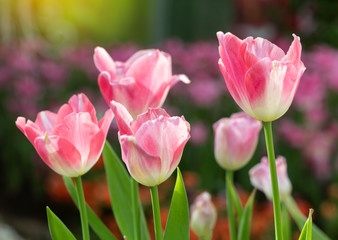 Pink tulips flower blooming blossom with sunshine morning in the botanic garden.