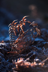 Farn im Sonnenaufgang