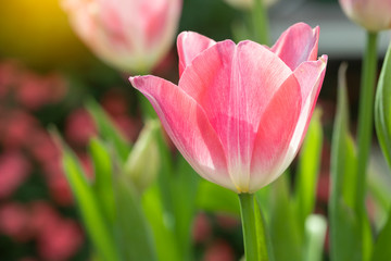 Pink tulips flower blooming blossom with sunshine morning in the botanic garden.