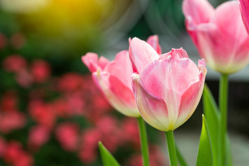 Fototapeta premium Pink tulips flower blooming blossom with sunshine morning in the botanic garden.