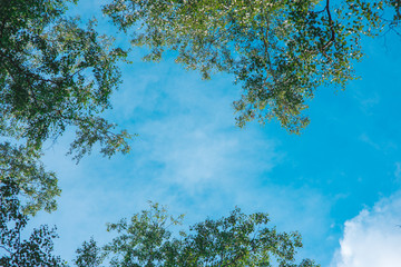 Looking up in Forest - Green Tree branches nature abstract