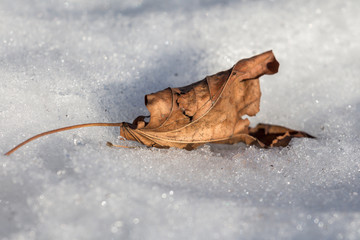 autumn  maple  leaf in the snow