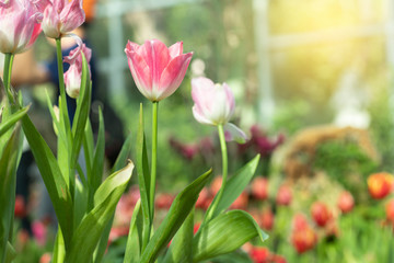 Pink tulips flower blooming blossom with sunshine morning in the botanic garden.