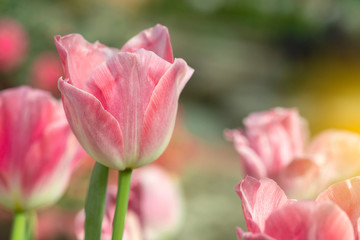 Pink tulips flower blooming blossom with sunshine morning in the botanic garden.