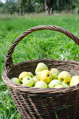 Äpfel im Korb auf Wiese