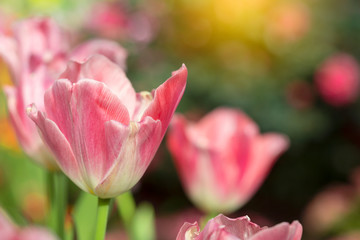 Pink tulips flower blooming blossom with sunshine morning in the botanic garden.