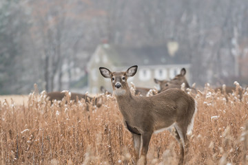 Heard of white-tailed deer (Odocoileus virginianus) grazing in field, Pennsylvania
