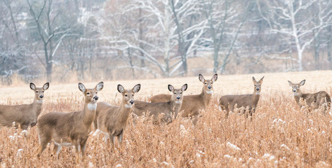 Herd of white-tailed deer (Odocoileus virginianus) grazing in field, looking at camera, on cold day in winter.  - Powered by Adobe