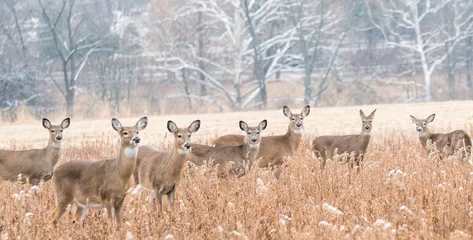 Fotobehang Herd of white-tailed deer (Odocoileus virginianus) grazing in field, looking at camera, on cold day in winter.  © Lee