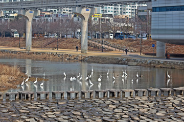 겨울 냇가에 백로