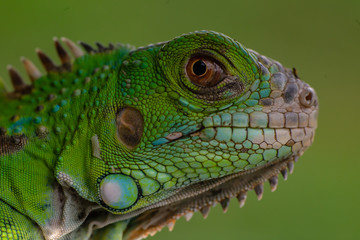 Fototapeta premium Close up shots, Beautiful nature scene iguana. (Iguana Iguana) Showing of eyes and face detail. Iguana in the nature habitat using as a background or wallpaper.