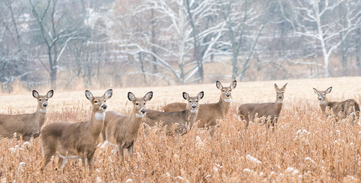 Herd of white-tailed deer (Odocoileus virginianus) grazing in field, looking at camera, on cold day in winter. 