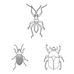 Vector design of insect and fly sign. Set of insect and element vector icon for stock.