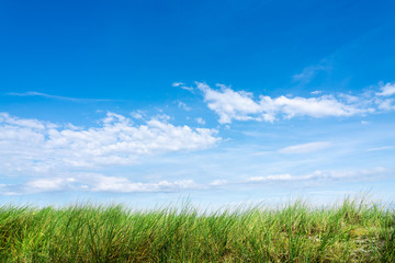 Fototapeta na wymiar Grüne Wiese mit blauem Himmel und Wolken als Hintergrund