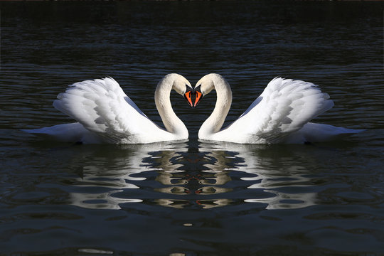 love swans while curling