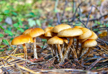Wild mushrooms in the autumn forest.
