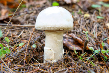 Wild mushrooms in the autumn forest.