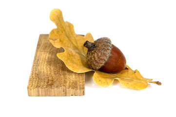 Acorn with oak leaf and piece of oak wood