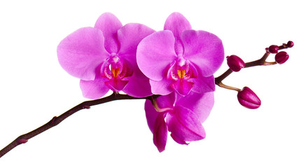 Fototapeta na wymiar Orchids flowers on banch isolated on white.