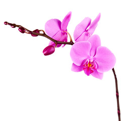 Naklejka na ściany i meble Orchids flowers on banch isolated on white.