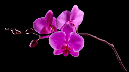 Fototapeta na wymiar Orchids flowers on banch on black.