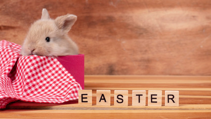 Little cute rabbit on clear background.Holiday easter concept.