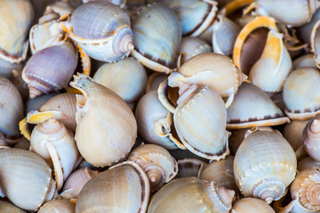 Home Decoration Items from Shell 6