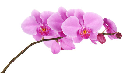 Naklejka na ściany i meble Orchids flowers on banch isolated.