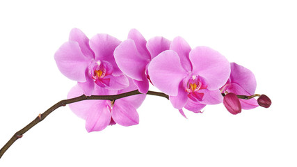 Fototapeta na wymiar Orchids flowers on banch isolated.