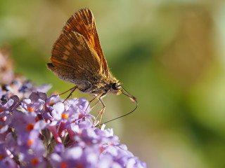 Ochlodes sylvanus - Le petit papillon la sylvaine vu du revers des ailes posée sur une fleur