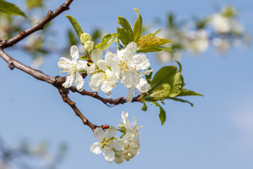 Branch of cherry tree in the period of spring flowering with blue sky on the background.