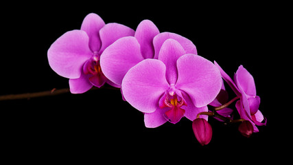 Orchids flowers on banch.