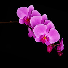 Fototapeta na wymiar Orchids flowers on banch.