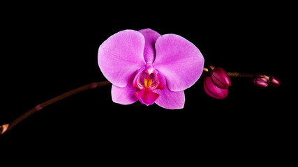 Fototapeta na wymiar Orchids flowers on banch.