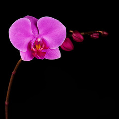 Orchids flowers on banch.