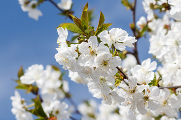 Branch of cherry tree in the period of spring flowering with blue sky on the background.