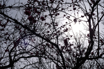 梅の花のシルエット
