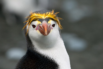 Macaroni penguin(s) on a remote Australian sub-antarctic island