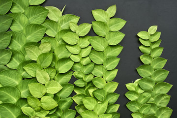 Closeup photo of colorful lianas on dark gray wall © Andriy Bezuglov