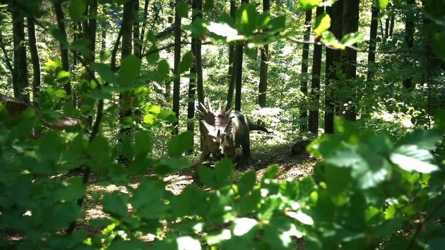 Triceratops dinosaur in a wild forest, slow motion