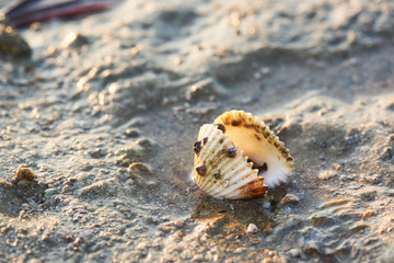 A seashell on the beach in the morning