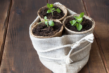 Spring seedlings. Young shoots. Saplings in plastic cups. Small pepper plants